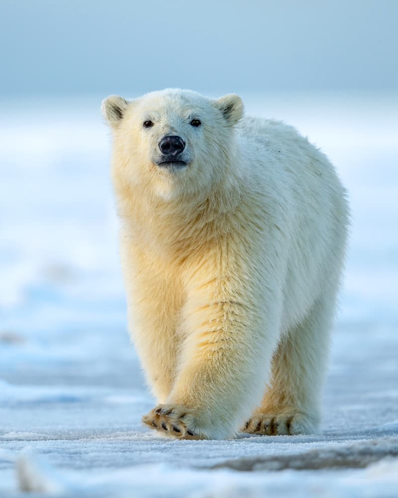 Walking Arctic Polar Bear by Hung Tsui — canvas wall art