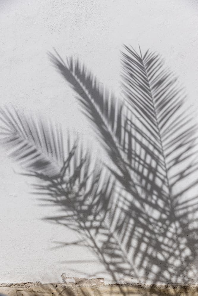 Sunny Palm Shadows by Mareike Böhmer — canvas wall art