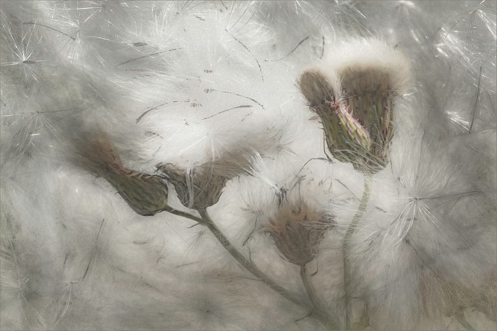 Ethereal Thistle Fluff by Gilbert Claes — canvas wall art