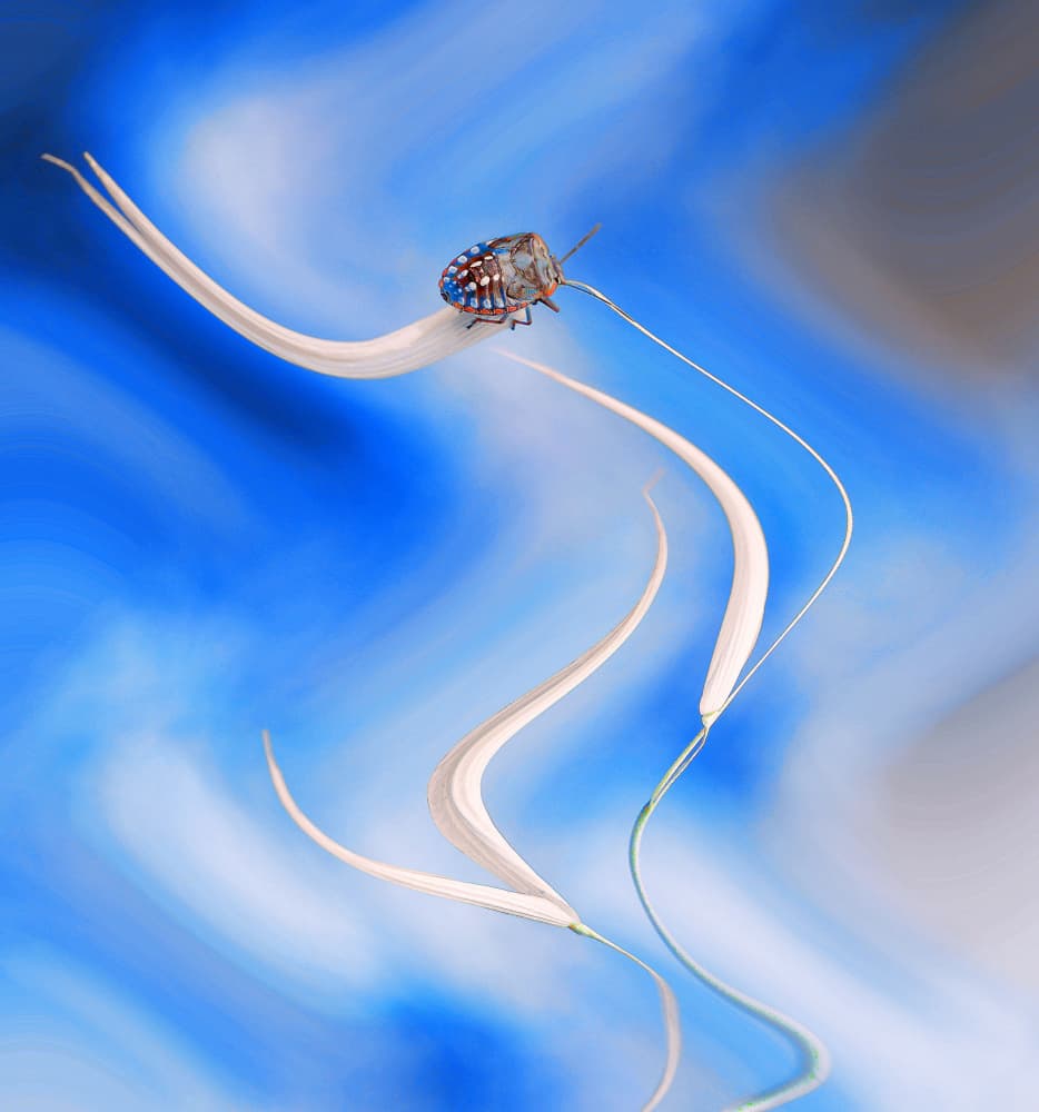 Delicate Bug on Blue by Thierry Dufour — canvas wall art
