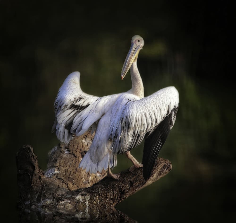 Majestic Pelican Display by Anna Cseresnjes — canvas wall art