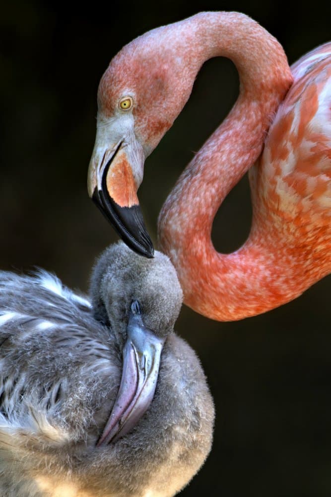 Nurturing Flamingo Pair by Xavier Ortega — canvas wall art