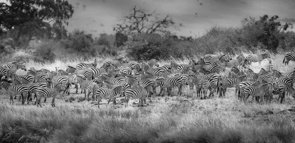 African Zebra Herd by Jeffrey C. Sink — canvas wall art