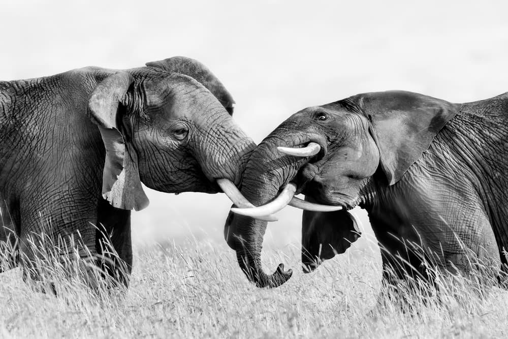 Two Elephants Connecting by Jun Zuo — canvas wall art