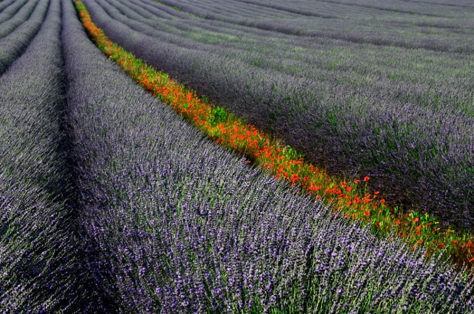 Lavender Poppy Field by Izidor Gasperlin — canvas wall art