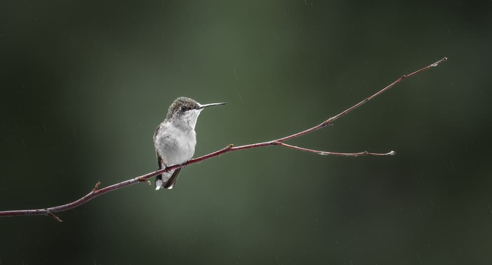 Solitary Hummingbird in Rain by Atul Saluja — canvas wall art