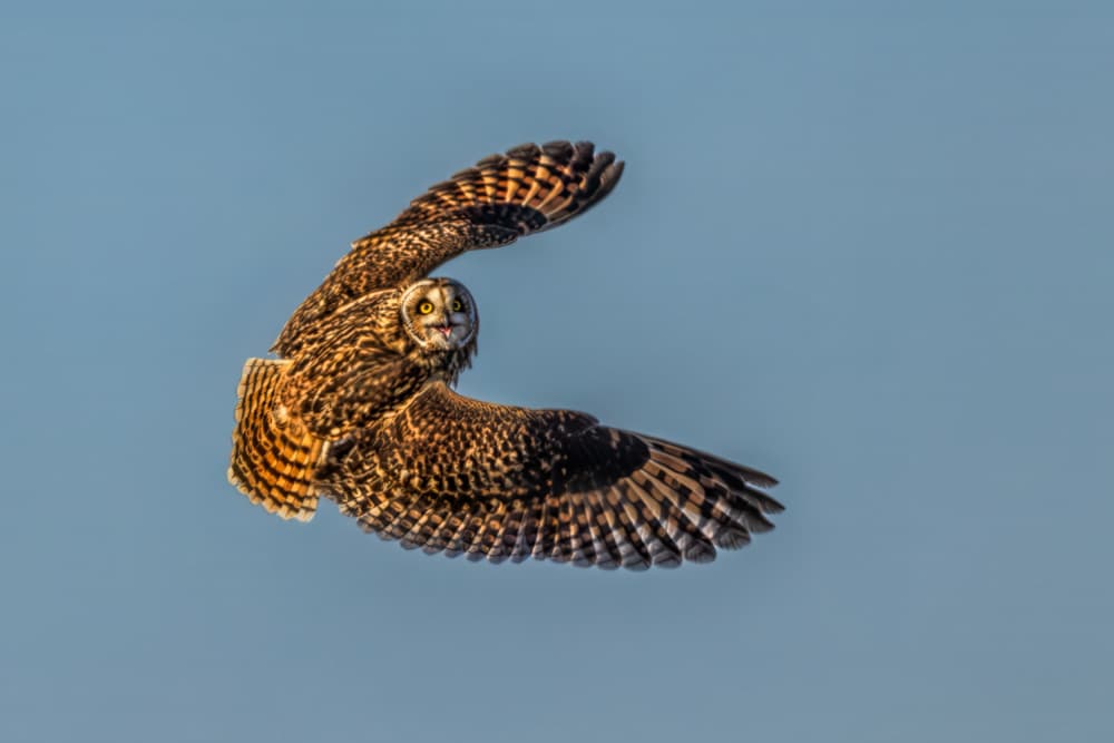 Short-Eared Owl in Flight by Jun Zuo — canvas wall art
