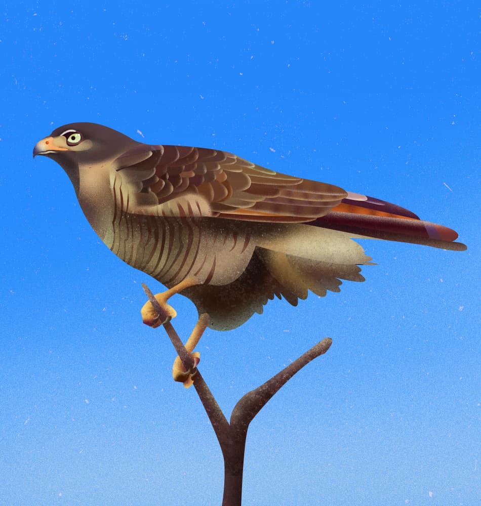 Majestic Hawk Under Blue Sky by Franco Caballero — canvas wall art