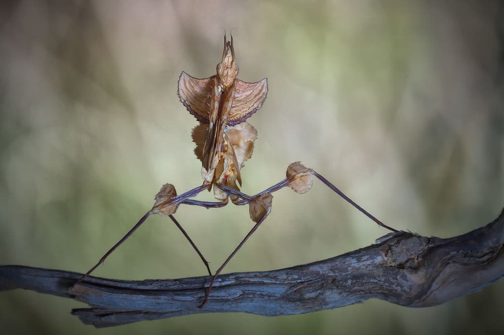 Camouflaged Praying Mantis by Jimmy Hoffman — canvas wall art