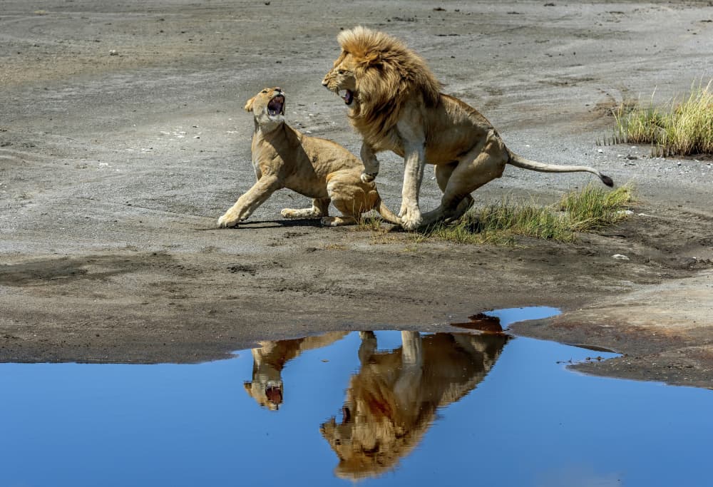 Arguments in the mirror by Giuseppe DAmico — canvas wall art