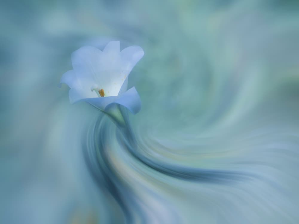 Ethereal Blue Calla Lily by Judy Tseng — canvas wall art