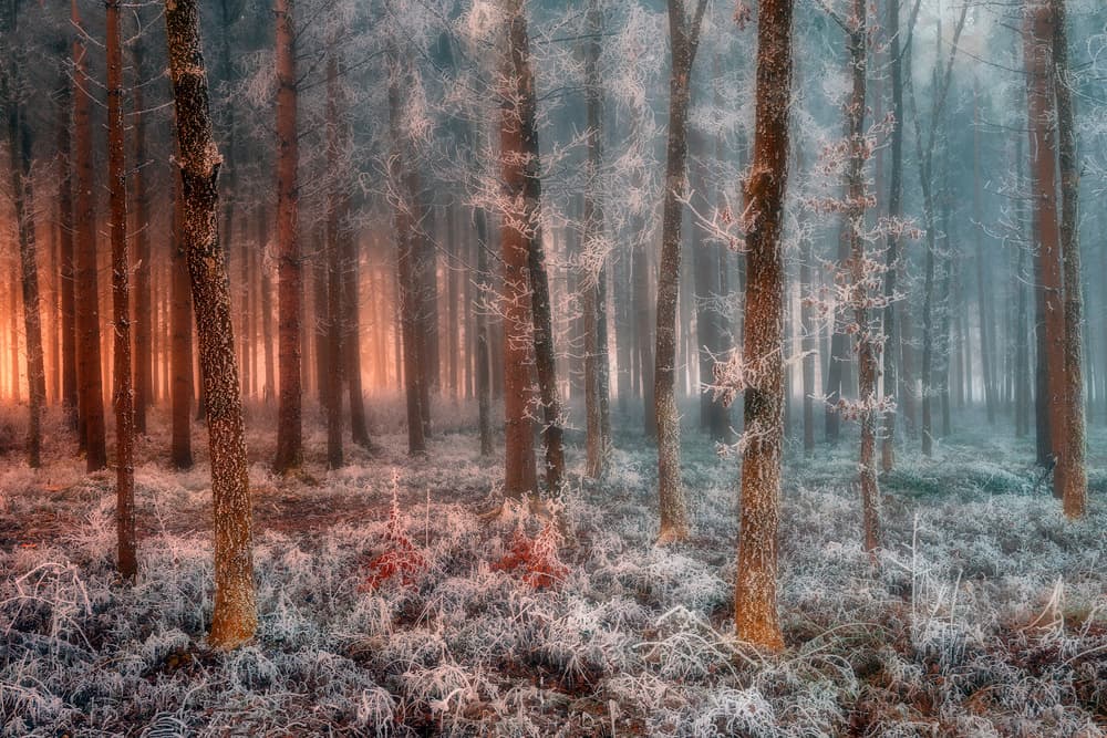 Frosted Forest Glow by Jure Kravanja — canvas wall art