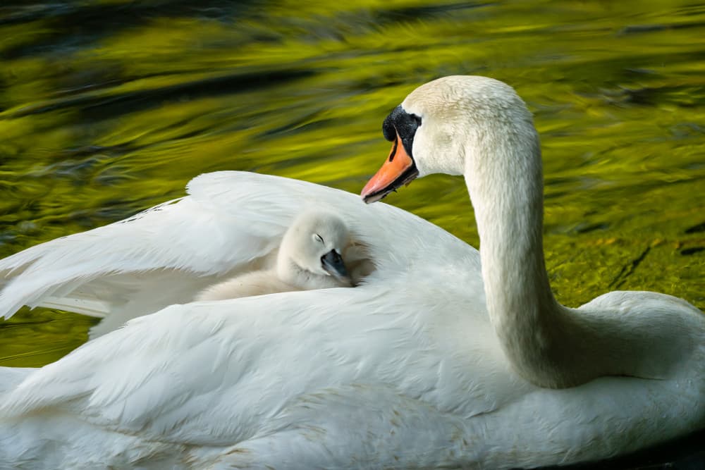 Swan and Sleeping Cygnet by John Fan — canvas wall art
