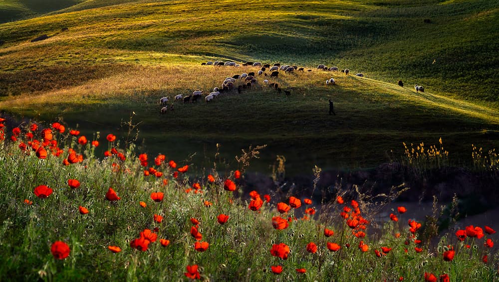 Poppies and Grazing Sheep by Hua Zhu — canvas wall art