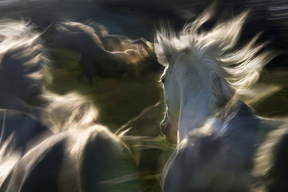 Galloping Wild Horses by Milan Malovrh — canvas wall art