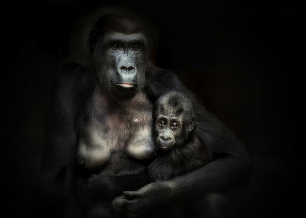 Gorilla Mother and Baby by Antje Wenner-Braun — canvas wall art