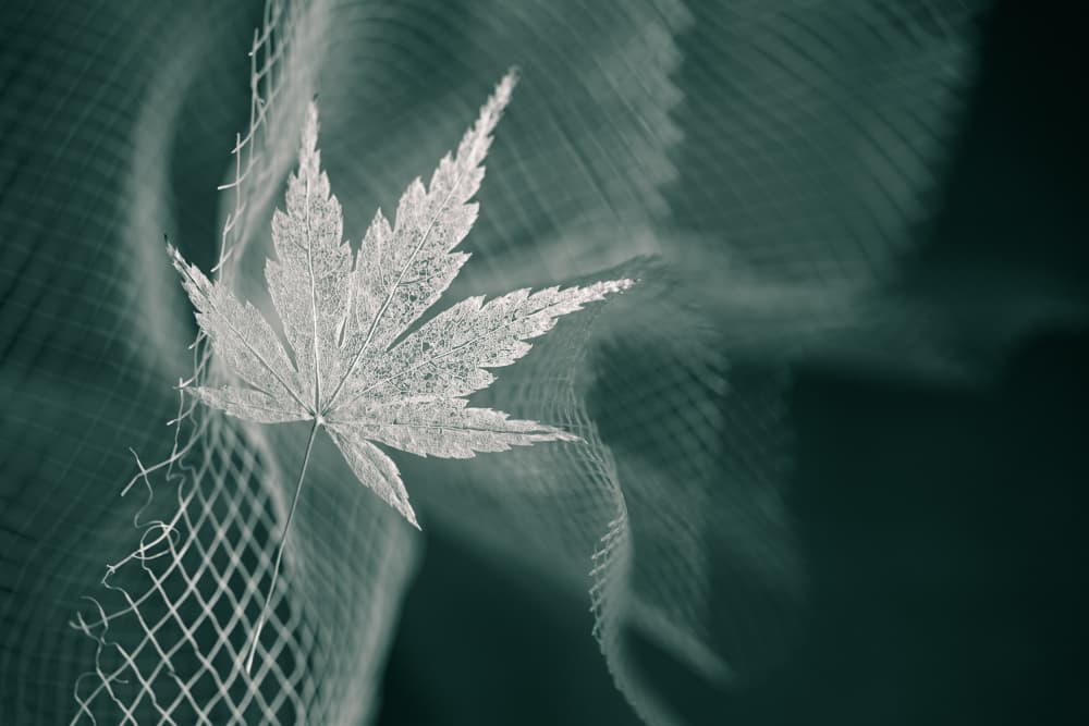 Ethereal Maple Leaf by Shihya Kowatari — canvas wall art