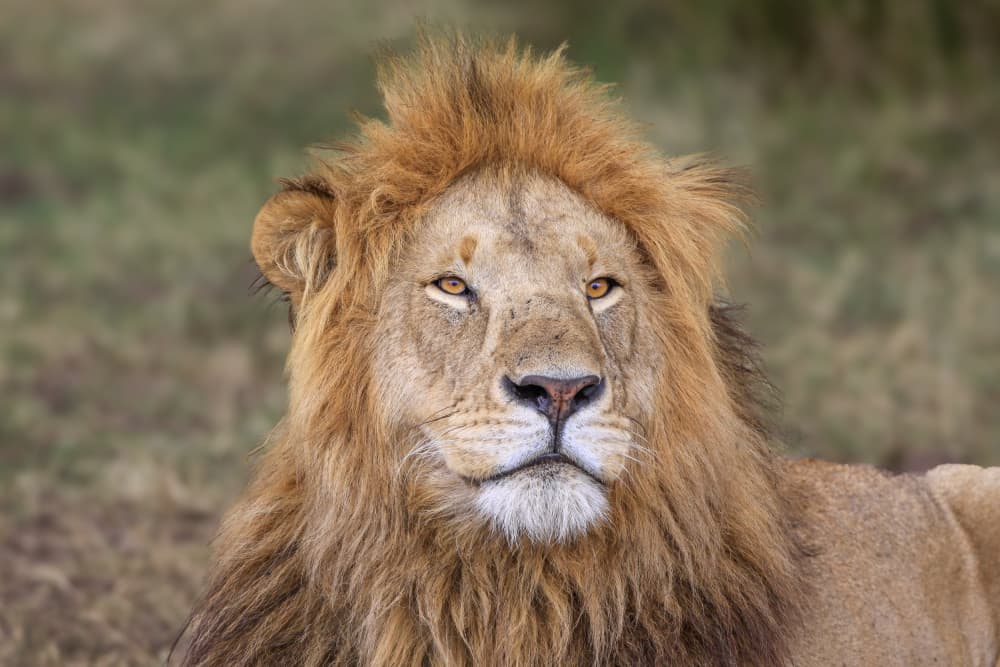 Majestic Lion Gaze by Jeffrey C. Sink — canvas wall art