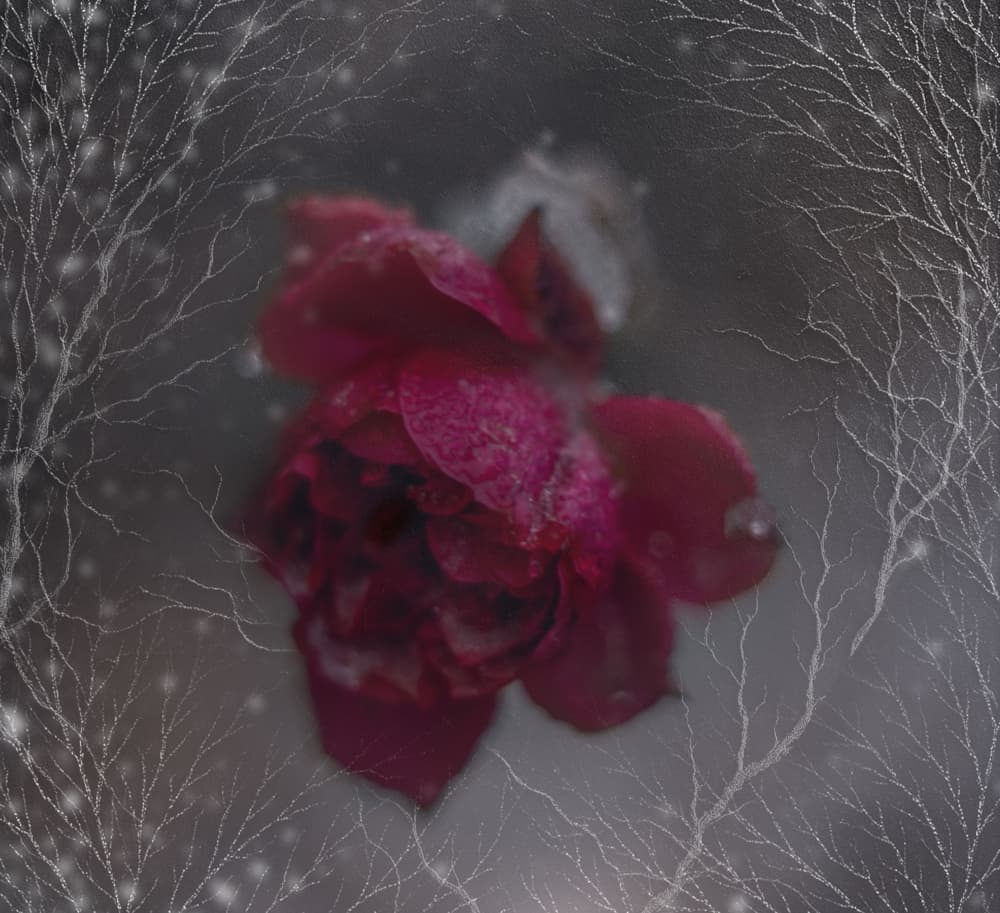 Frozen Winter Rose by Ewa Całkosińska-Kajzer — canvas wall art