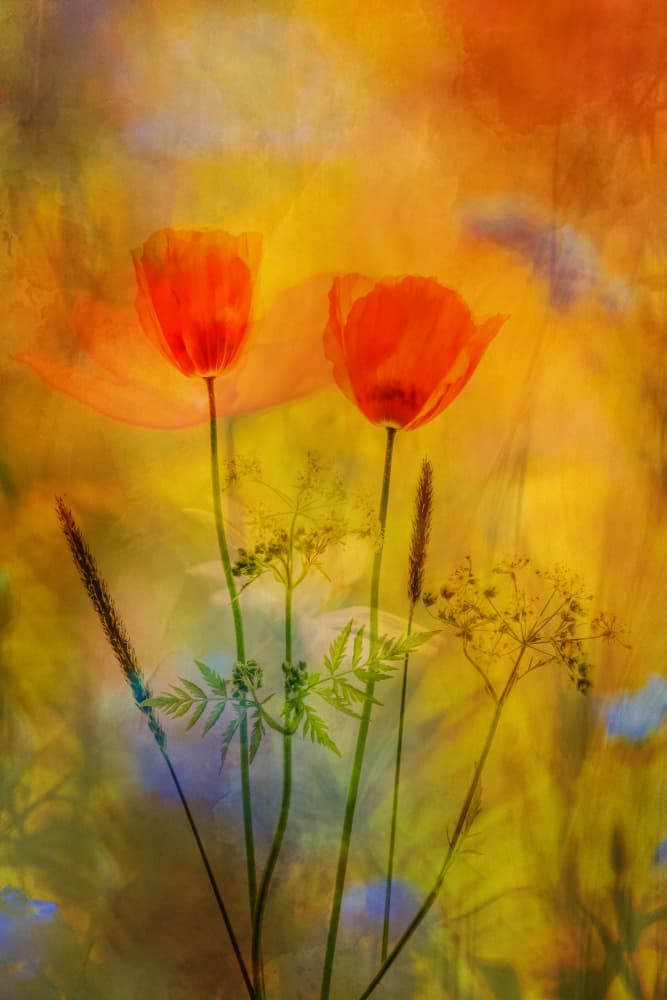 Dreamy Orange Poppies by Hilda van der Lee — canvas wall art