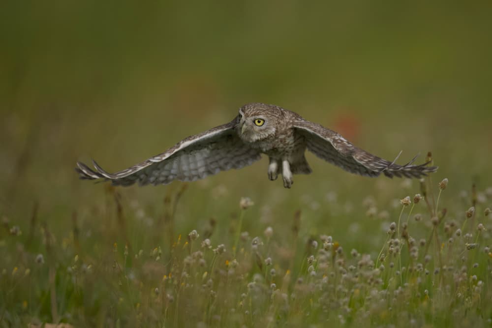 Little Owl Meadow Flight by David Manusevich — canvas wall art