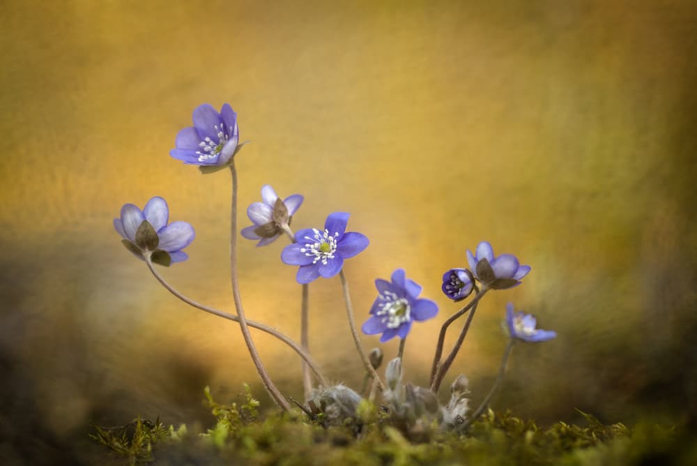 Delicate Spring Blossoms by Piet Haaksma — canvas wall art