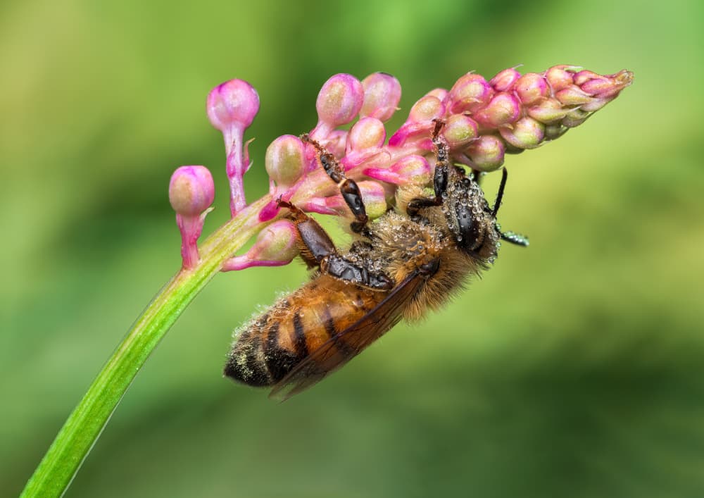 Dew Kissed Honeybee by Atul Saluja — canvas wall art