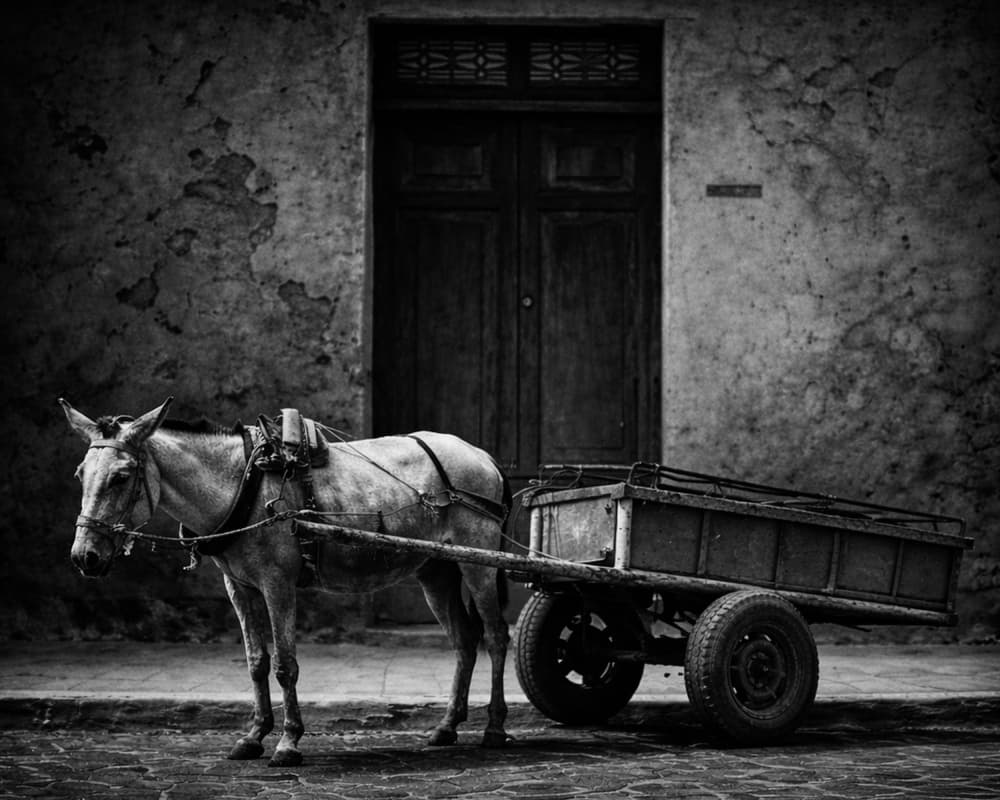 Humble Donkey Cart by txules — canvas wall art