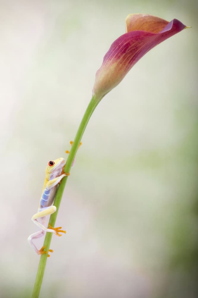 Tree Frog on Calla Lily by Renee Doyle — canvas wall art