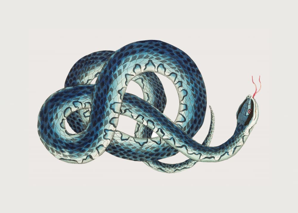 Fasciated Snake by George Shaw — canvas wall art