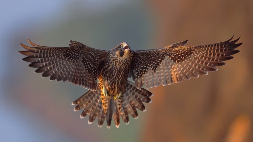 Falcon In Flight by Gavin Lam — canvas wall art
