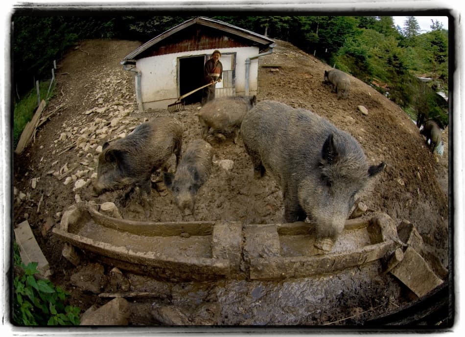 Muddy Wild Boars by Milan Malovrh — canvas wall art