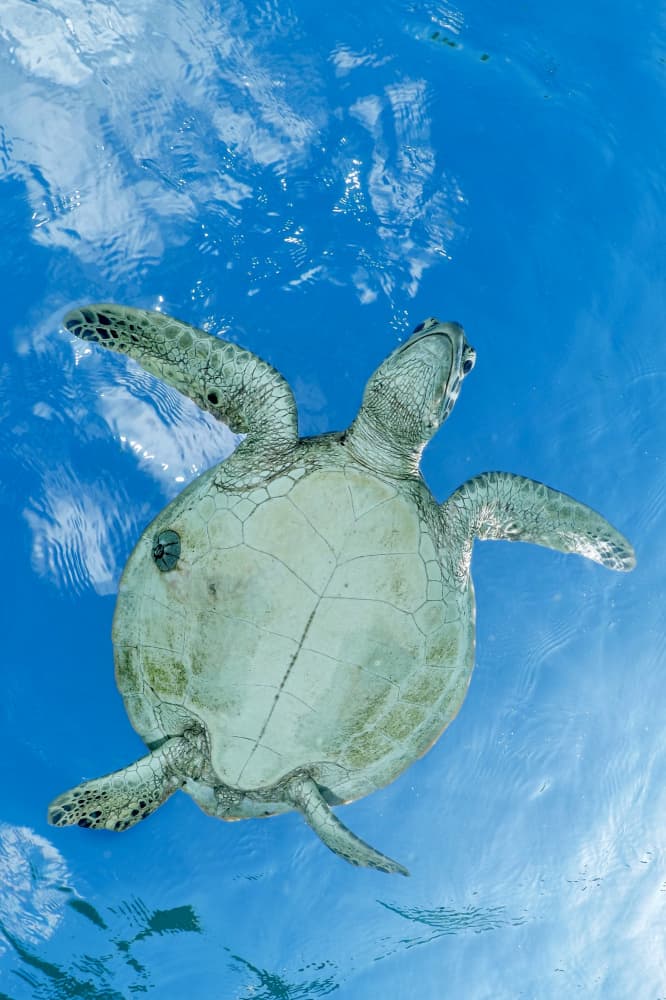 Underwater Blue Turtle by Serge Melesan — canvas wall art