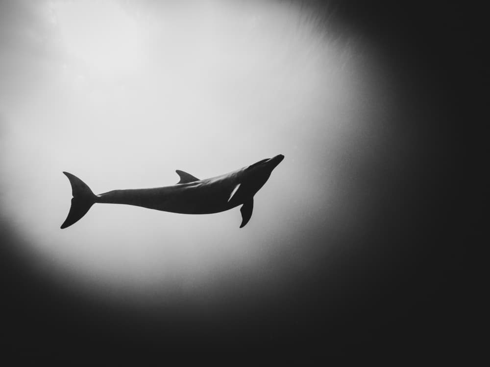 Dolphin Silhouette Underwater by Serge Melesan — canvas wall art