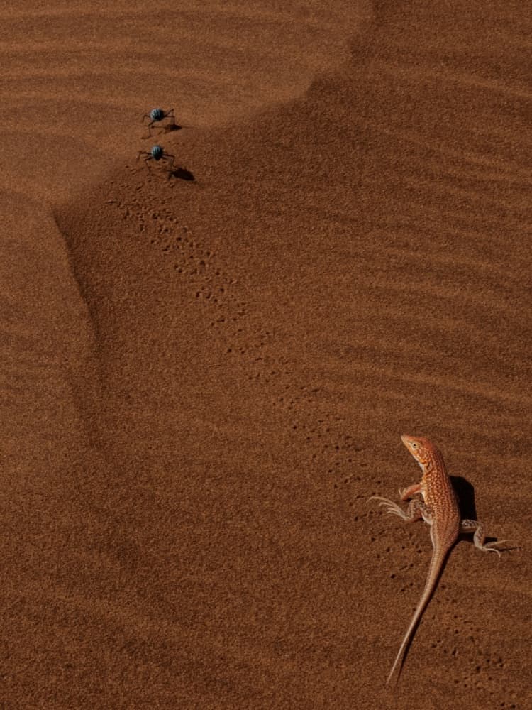 Lizard and Desert Beetles by Mathilde Guillemot — canvas wall art