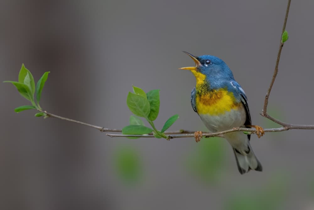 Vibrant Singing Warbler by Jacob (Jian) Xu — canvas wall art