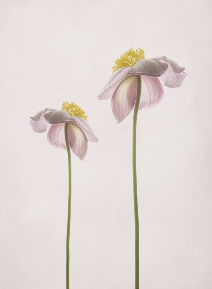 Delicate Pink Botanicals by Lotte Grønkjær — canvas wall art