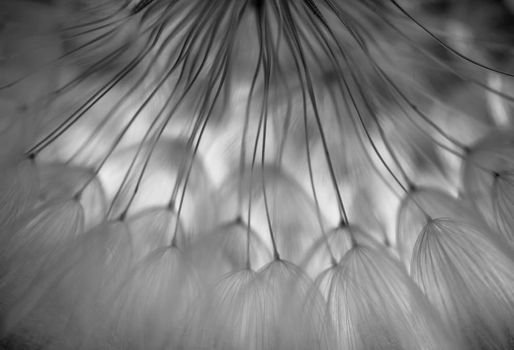 Delicate Dandelion Seeds by Keren Or — canvas wall art