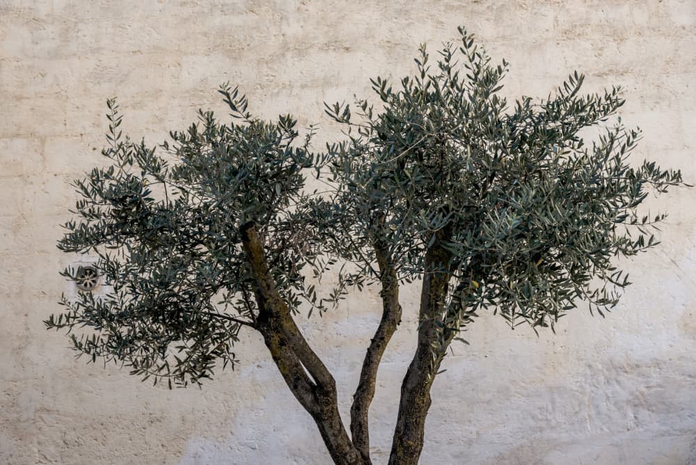 Rustic Olive Tree by Photolovers — canvas wall art