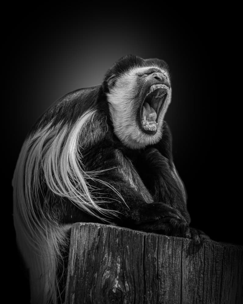 Roaring Colobus Monkey by Jörg Vollrath — canvas wall art
