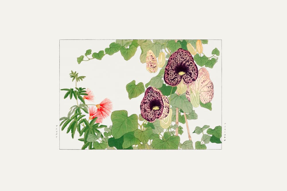 Albizia & Aristolochia Flower by Tanigami Konan — canvas wall art