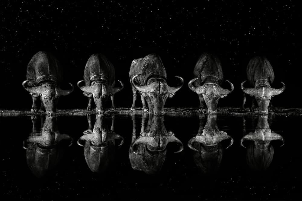 Nocturnal Buffalo Reflections by Xavier Ortega — canvas wall art