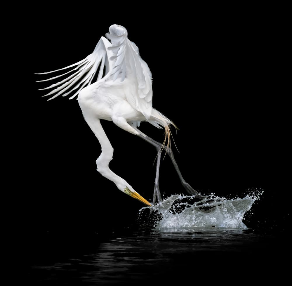 Dynamic Egret Splash by Alex Li — canvas wall art