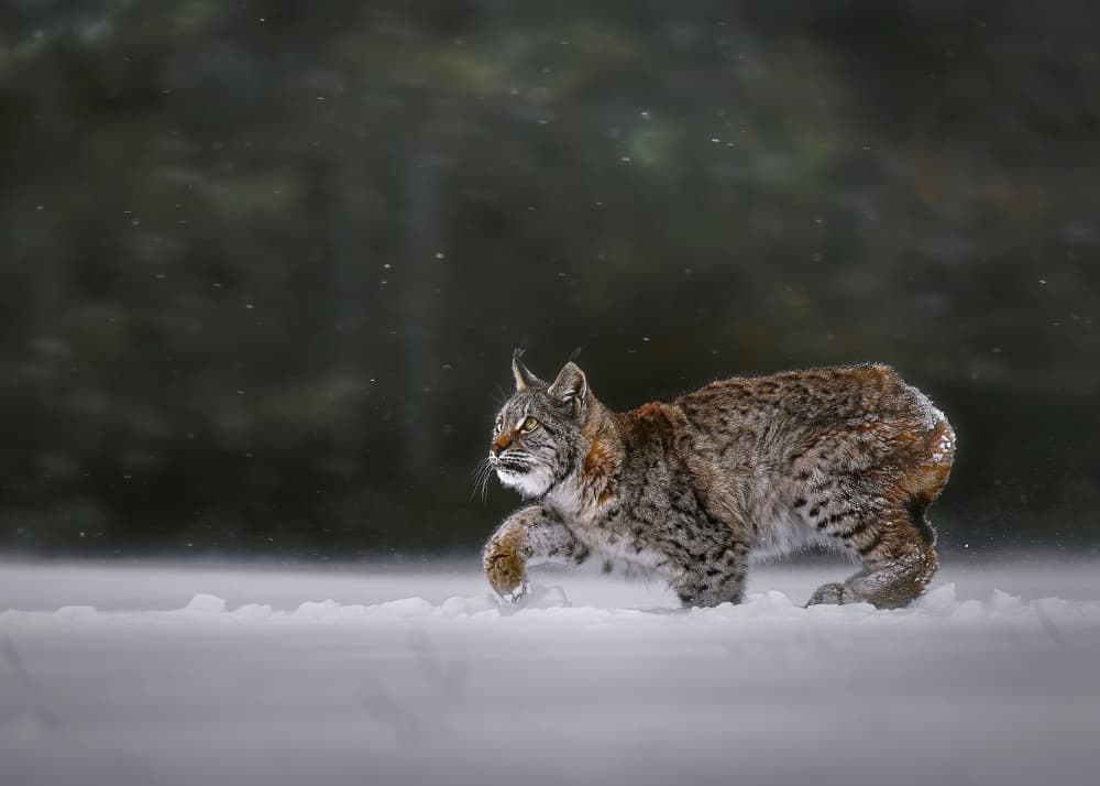 Majestic Lynx Winter Walk by Michaela Firešová — canvas wall art