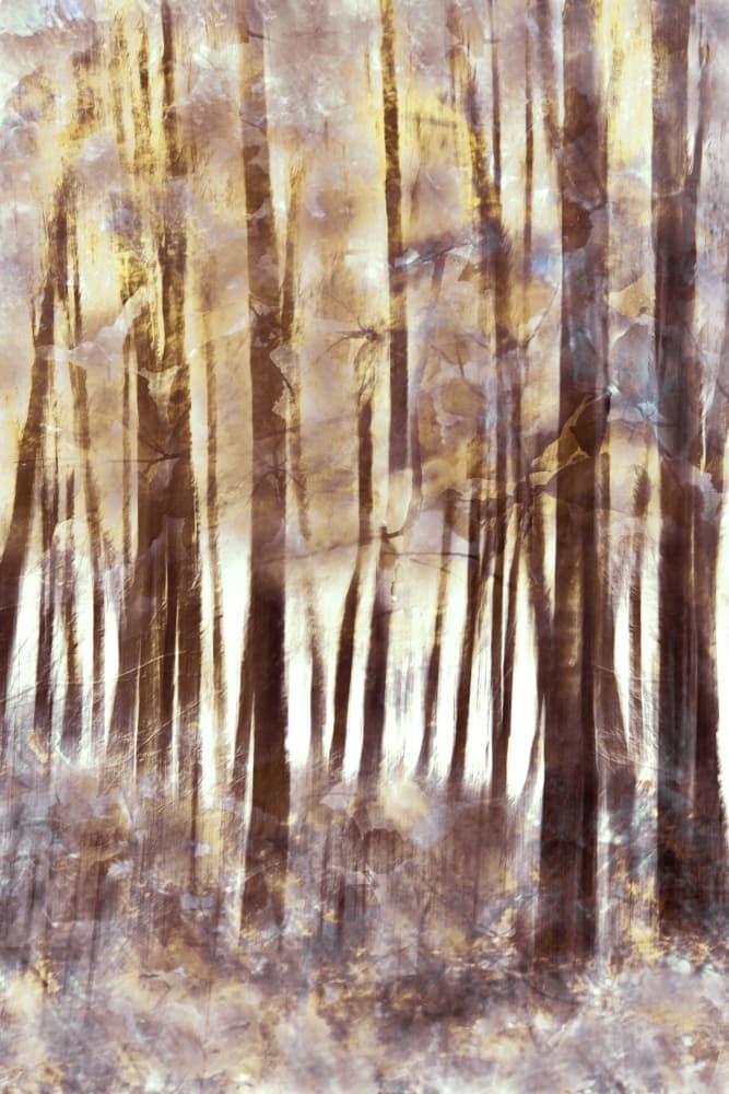 Ethereal Winter Forest by Christina Sillen — canvas wall art