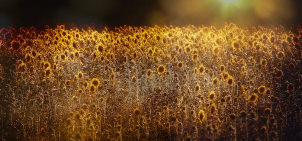 Golden Sunflower Field by Anna Cseresnjes — canvas wall art