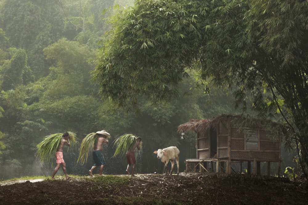 Misty Morning Farm Life by Gatot Herliyanto — canvas wall art