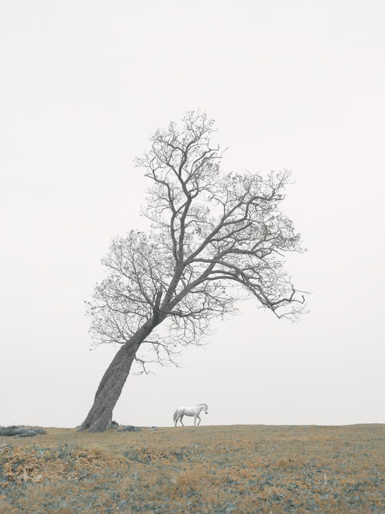 White Horse Lone Tree by Bingo Z — canvas wall art