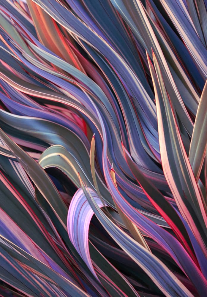 Vibrant Purple Plant Curves by Robin Wechsler — canvas wall art