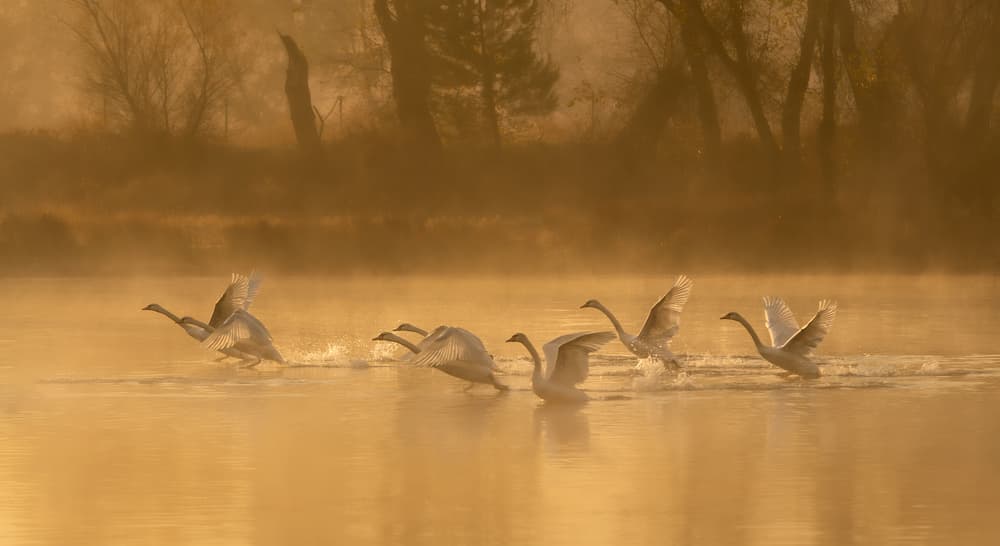 Golden Swans Taking Flight by April Xie — canvas wall art